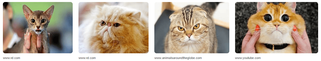 Kenapa Kucing Muka Jelek Tetap Menggemaskan? Kenapa Kucing Muka Jelek Tetap Menggemaskan?