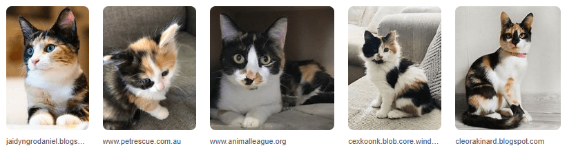 Kucing Calico Betina: Keunikan Pola Warna & Karakter Kucing Calico Betina: Keunikan Pola Warna & Karakter