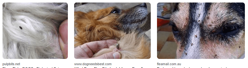 Obat Kutu Anjing Yang Efektif Dan Aman, Cek Rekomendasinya! Obat Kutu Anjing Yang Efektif Dan Aman, Cek Rekomendasinya!