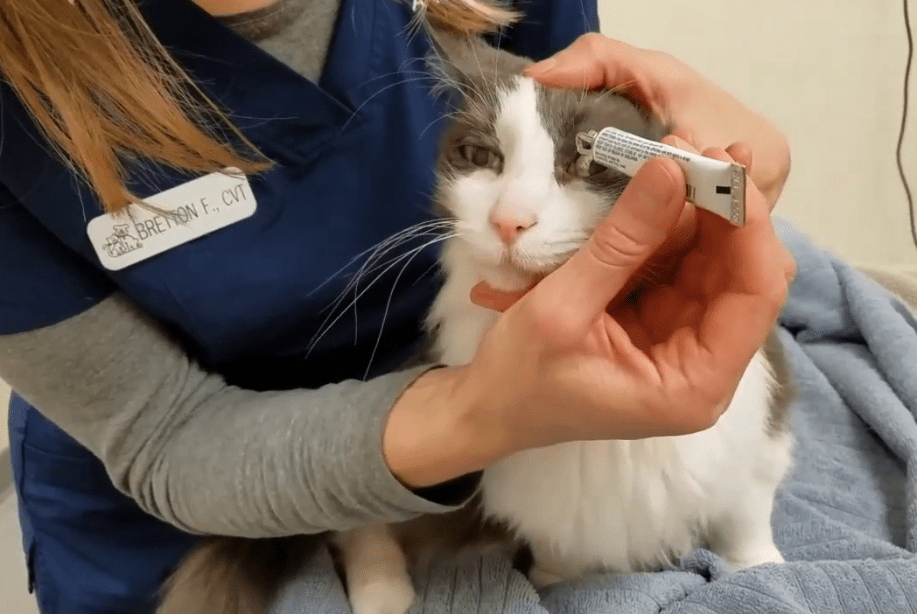 Obat Mata Kucing Yang Ampuh, Atasi Infeksi Dengan Cepat! Obat Mata Kucing Yang Ampuh, Atasi Infeksi Dengan Cepat!