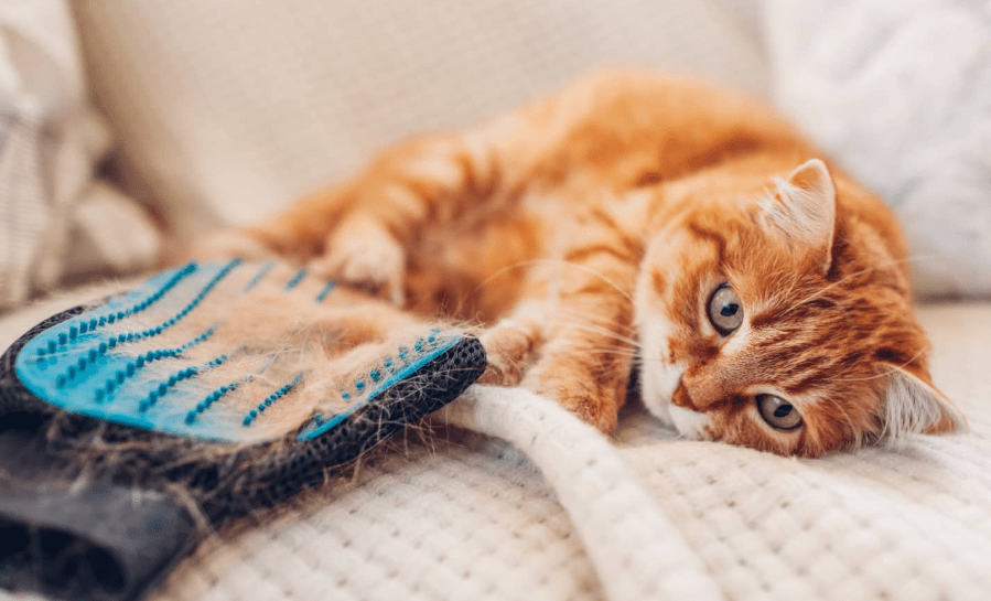 Penyebab Bulu Kucing Rontok Dan Cara Mengatasinya! Penyebab Bulu Kucing Rontok Dan Cara Mengatasinya!