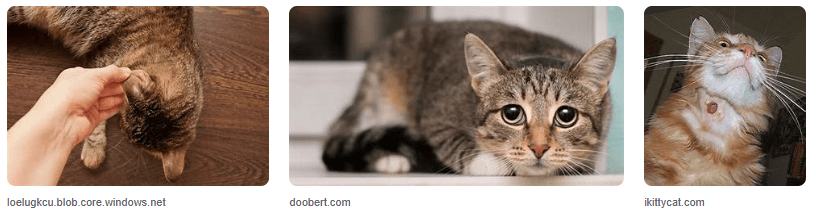 Cacingan Pada Kucing- Apa Berbahaya Bagi Pemiliknya