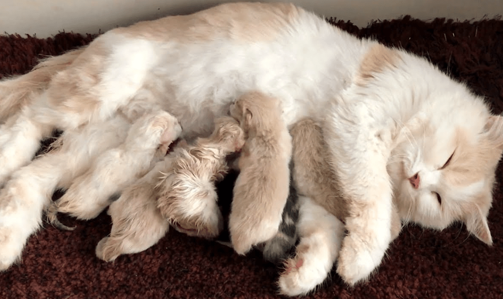8 Cara Membantu Kucing Melahirkan Agar Aman Dan Lancar! 8 Cara Membantu Kucing Melahirkan Agar Aman Dan Lancar!