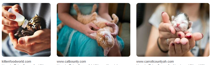 Cara Merawat Kucing Baru Lahir Tanpa Induk, Tips Lengkap! Cara Merawat Kucing Baru Lahir Tanpa Induk, Tips Lengkap!