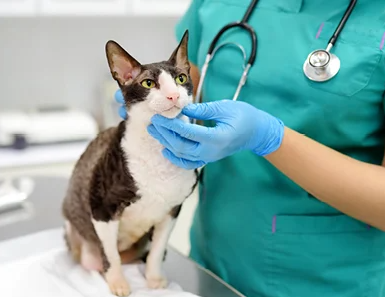 Panduan Lengkap Cara Sterilisasi Kucing Betina! Panduan Lengkap Cara Sterilisasi Kucing Betina!