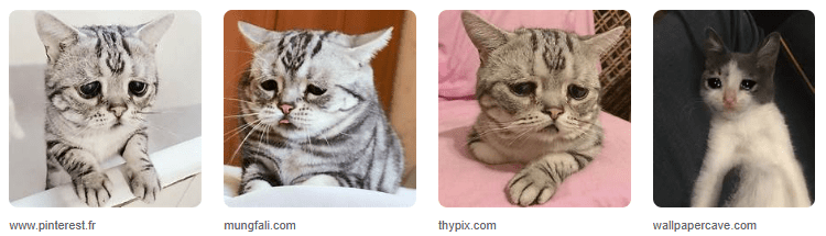 Foto Kucing Galau bikin sedih