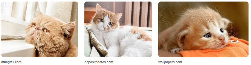 Foto Kucing Galau, Bikin Ikutan Sedih! Foto Kucing Galau, Bikin Ikutan Sedih!