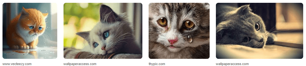 Foto Kucing Galau