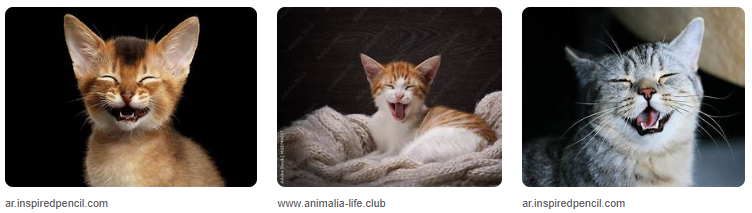 Foto Kucing Ngakak Yang Bikin Mood Jadi Happy! Foto Kucing Ngakak Yang Bikin Mood Jadi Happy!