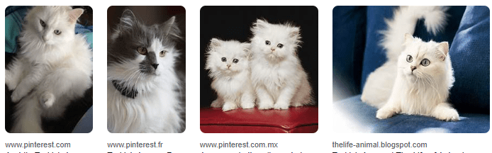 Gambar Kucing Anggora Persia, Cantik Dan Imut! Gambar Kucing Anggora Persia, Cantik Dan Imut!