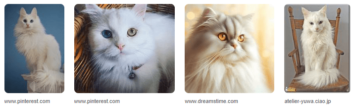 Gambar Kucing Anggora Persia