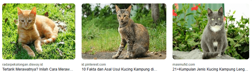Harga Kucing Kampung, Apakah Lebih Murah Dari Ras? Harga Kucing Kampung, Apakah Lebih Murah Dari Ras?