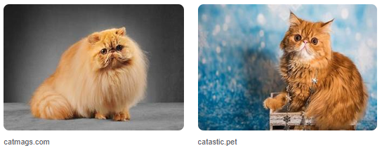 Harga Kucing Persia Flatnose Di Tahun 2025-2030 Harga Kucing Persia Flatnose Di Tahun 2025-2030