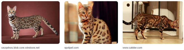 Harga Kucing Bengal Asli dan Cara Perawatannya! Harga Kucing Bengal Asli dan Cara Perawatannya!