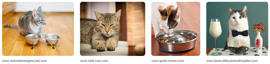 Kenapa Kucing Tidak Mau Makan? Ini Solusi Ampuhnya! Kenapa Kucing Tidak Mau Makan? Ini Solusi Ampuhnya!
