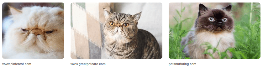 Kucing Pesek yang lucu