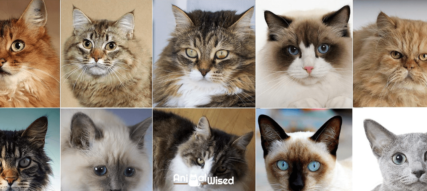 Macam-Macam Ras Kucing Yang Populer dan Menggemaskan! Macam-Macam Ras Kucing Yang Populer dan Menggemaskan!