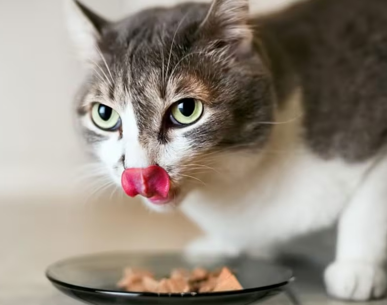 Makanan Kucing Basah: Manfaat Dan Rekomendasi Terbaik! Makanan Kucing Basah: Manfaat Dan Rekomendasi Terbaik!