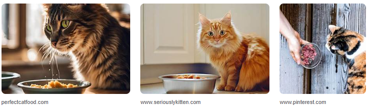 Cara Membuat Makanan Kucing Sendiri Yang Sehat dan Murah Cara Membuat Makanan Kucing Sendiri Yang Sehat dan Murah