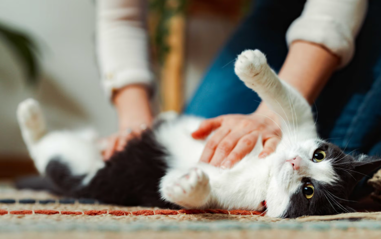 Benjolan Di Perut Kucing? Ini Penyebab dan Cara Mengatasinya! Benjolan Di Perut Kucing? Ini Penyebab dan Cara Mengatasinya!