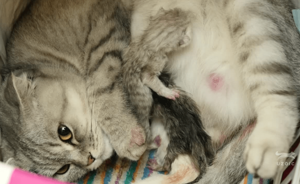 Cara Membantu Kucing Melahirkan: Panduan Lengkap dan Efektif Cara Membantu Kucing Melahirkan: Panduan Lengkap dan Efektif