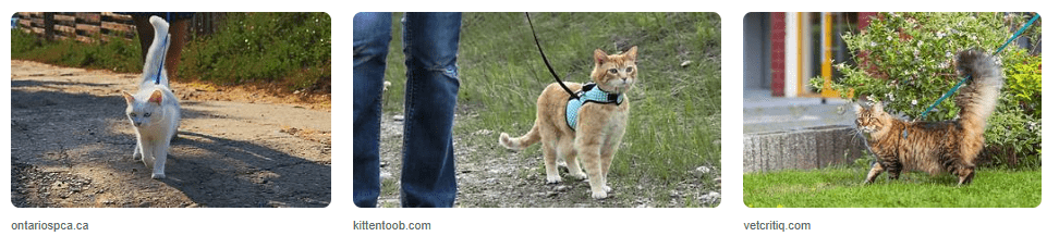 Tips Jalan-Jalan Bersama Kucing Kesayangan Bisa Jadi Pengalaman Seru Tips Jalan-Jalan Bersama Kucing Kesayangan Bisa Jadi Pengalaman Seru
