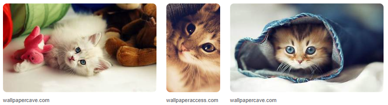 Wallpaper Kucing Lucu HD Untuk Pecinta Kucing! Wallpaper Kucing Lucu HD Untuk Pecinta Kucing!