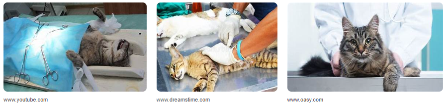 Berapa Harga Sterilisasi Kucing? Ini Biaya Dan Manfaatnya! Berapa Harga Sterilisasi Kucing? Ini Biaya Dan Manfaatnya!