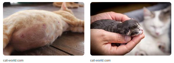 10 Ciri-Ciri Kucing Mau Melahirkan Yang Wajib Diketahui! 10 Ciri-Ciri Kucing Mau Melahirkan Yang Wajib Diketahui!