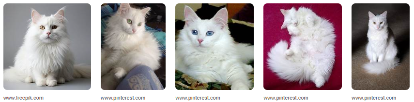 Wallpaper Kucing Putih Lucu Anggora, Download Gratis! Wallpaper Kucing Putih Lucu Anggora, Download Gratis!