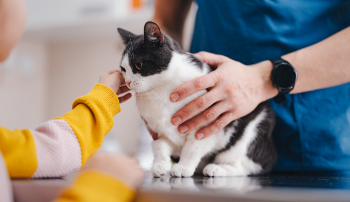 10 Ciri-Ciri Jamur Pada Kucing Dan Cara Mengatasinya! 10 Ciri-Ciri Jamur Pada Kucing Dan Cara Mengatasinya!