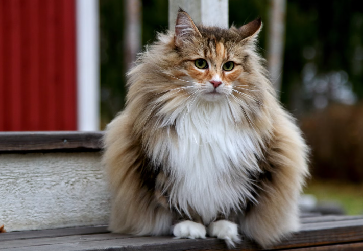 10 Tips Agar Kucing Cepat Gemuk & Bulu Lebat 10 Tips Agar Kucing Cepat Gemuk & Bulu Lebat