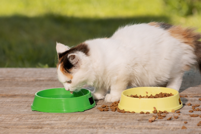7 Penyebab Kucing Sakit Tidak Mau Makan Dan Cara Mengatasinya! 7 Penyebab Kucing Sakit Tidak Mau Makan Dan Cara Mengatasinya!