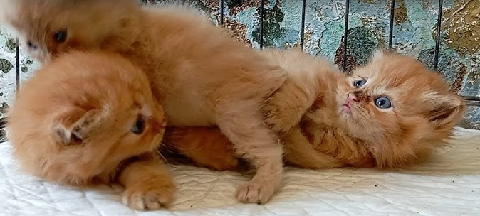 Apakah Combantrin Bisa Digunakan Untuk Kucing? Apakah Combantrin Bisa Digunakan Untuk Kucing?