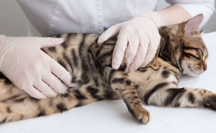 Cara Merawat Kucing Hamil Agar Sehat & Melahirkan Aman! Cara Merawat Kucing Hamil Agar Sehat & Melahirkan Aman!