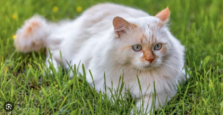 Ciri-Ciri Kucing Anggora Asli Yang Harus Kamu Ketahui! Ciri-Ciri Kucing Anggora Asli Yang Harus Kamu Ketahui!