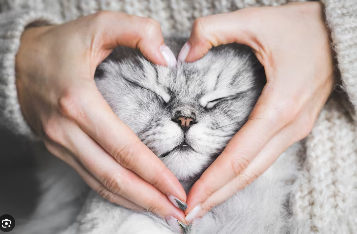 Foto Kucing Yang Imut, Bikin Auto Sayang! Foto Kucing Yang Imut, Bikin Auto Sayang!