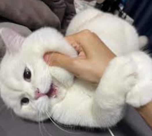 Gigitan Kucing Menurut Islam, Pertanda Baik Atau Buruk? Gigitan Kucing Menurut Islam, Pertanda Baik Atau Buruk?