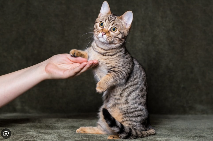 Harga Munchkin Cat Terbaru Dan Cara Merawatnya! Harga Munchkin Cat Terbaru Dan Cara Merawatnya!
