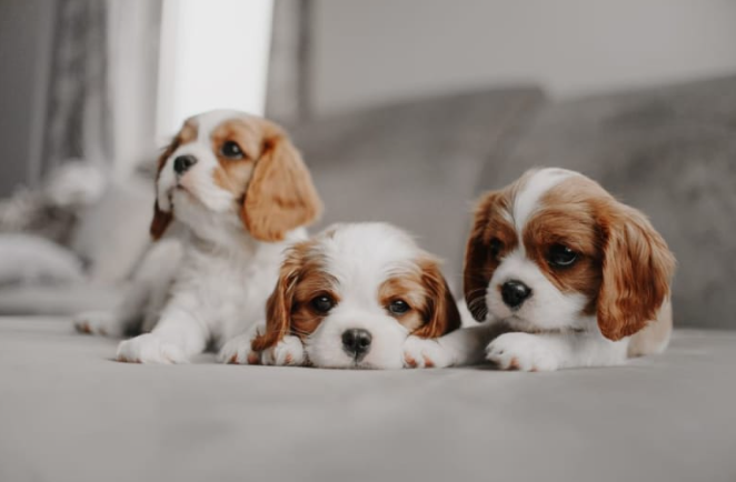 Jenis Anjing Kecil Yang Menggemaskan Dan Mudah Dirawat! Jenis Anjing Kecil Yang Menggemaskan Dan Mudah Dirawat!