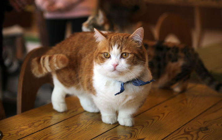 Jenis Kucing Kaki Pendek Yang Lucu Dan Menggemaskan! Jenis Kucing Kaki Pendek Yang Lucu Dan Menggemaskan!