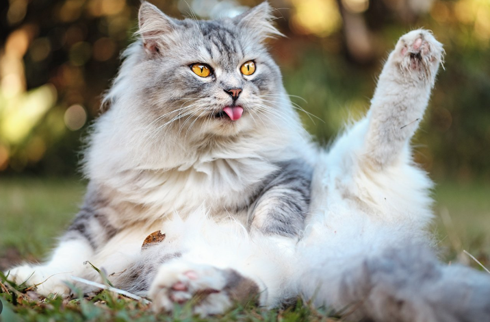 Jenis Kucing Persia Medium, Ciri Dan Harganya! Jenis Kucing Persia Medium, Ciri Dan Harganya!
