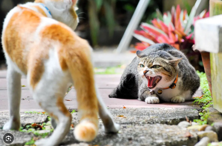 Kenapa Kucing Berantem? Ini Alasan Dan Cara Mencegahnya! Kenapa Kucing Berantem? Ini Alasan Dan Cara Mencegahnya!