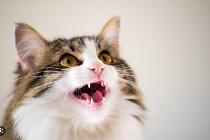 Kenapa Kucing Mengeong Terus? Ini 5 Penyebabnya! Kenapa Kucing Mengeong Terus? Ini 5 Penyebabnya!