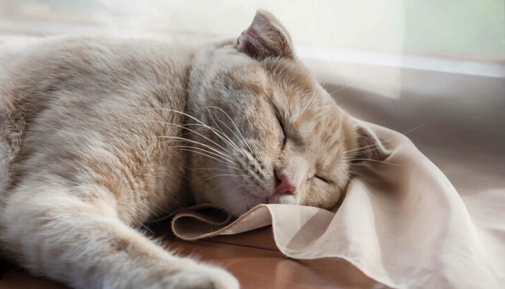 Kenapa Kucing Tidak Mau Makan Dan Lemas Tidur Terus? Kenapa Kucing Tidak Mau Makan Dan Lemas Tidur Terus?