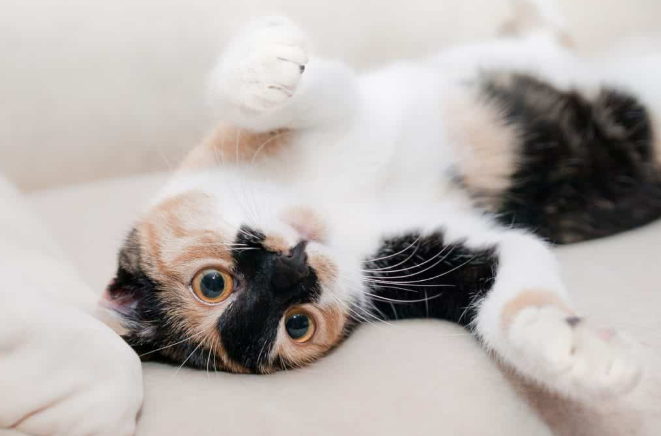 Kucing Imut Banget, Mana Yang Paling Menggemaskan? Kucing Imut Banget, Mana Yang Paling Menggemaskan?