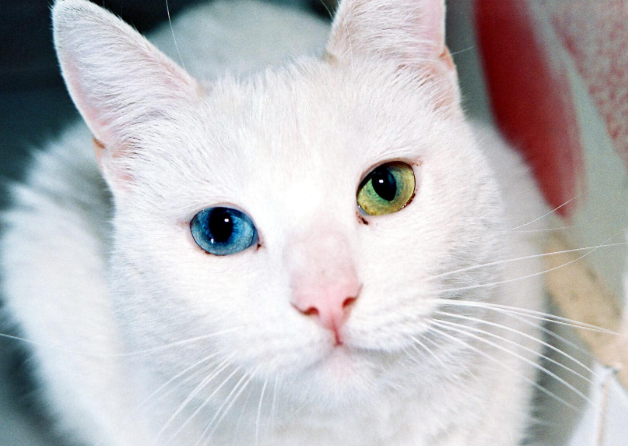 Kucing Odd Eyes: Penyebab, Jenis, Dan Harga Di Pasaran! Kucing Odd Eyes: Penyebab, Jenis, Dan Harga Di Pasaran!