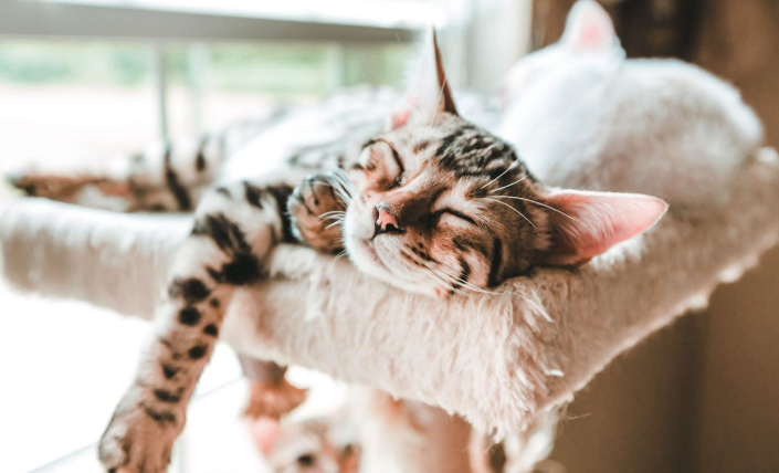 Kucing Tidur Terus, Apakah Normal? Ini Penjelasannya! Kucing Tidur Terus, Apakah Normal? Ini Penjelasannya!