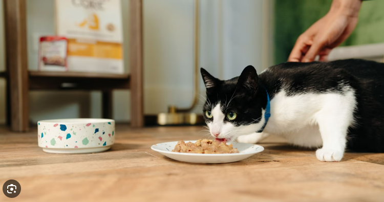 Makanan Kucing Wet Food Terbaik, Cek Rekomendasinya! Makanan Kucing Wet Food Terbaik, Cek Rekomendasinya!