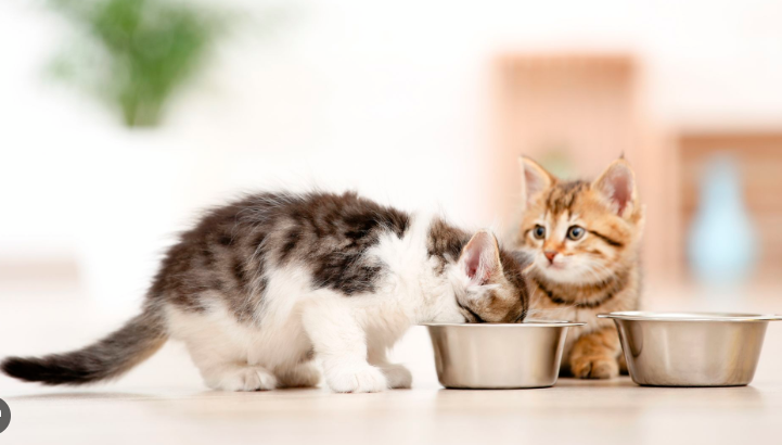Makanan Kucing Yang Bagus: Pilih Yang Terbaik Untuk Si Manis! Makanan Kucing Yang Bagus: Pilih Yang Terbaik Untuk Si Manis!